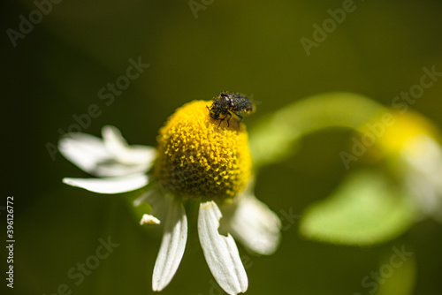 bee on a flower