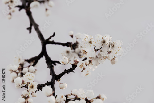 White cherry flowers on gray vintage background