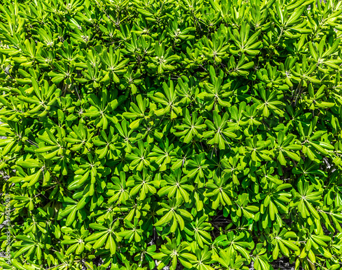 Green wild bush background backdrop