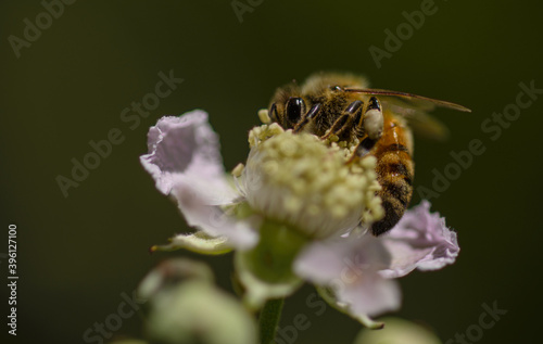 bee on a flower