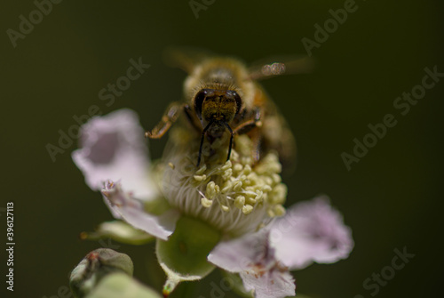 bee on a flower