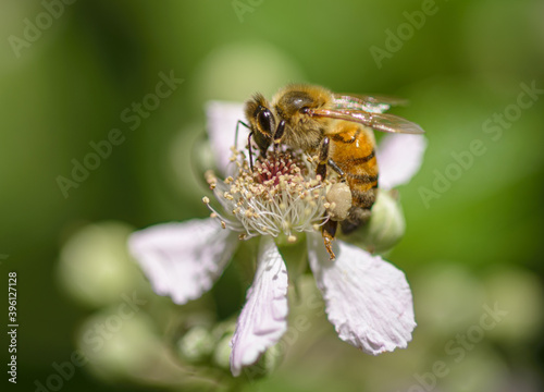 bee on a flower