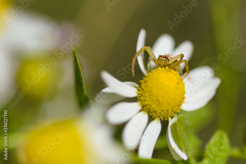 spider on yellow flower