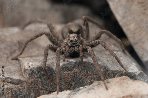 Wolf spider (Alopecosa sp.), Italy.  © Federico