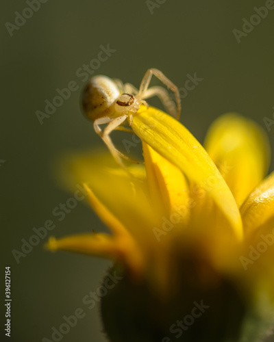 spider on yellow flower