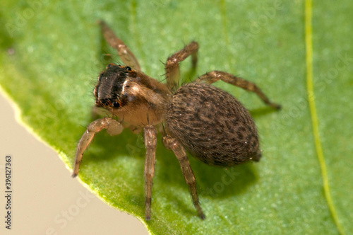 Jumping spider (Saitis barbipes) female, Italy. photo