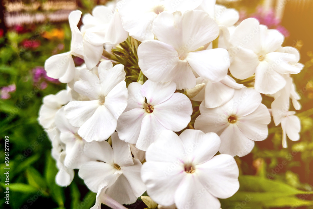 Closeup of white phlox on a green natural background. Beautiful white phlox. Closeup of white phlox on a green natural background. Beautiful white phlox.