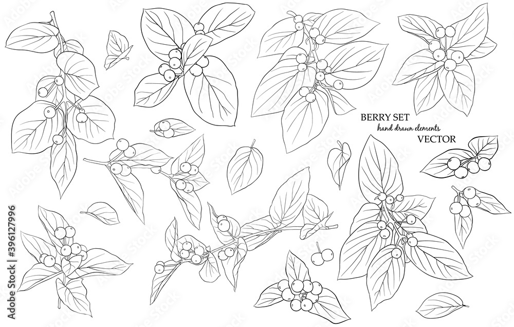 Set of twigs, leaves and berries. Hand-drawn graphics in black and white style. A sketch for drawing. Vector graphics