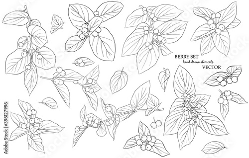 Set of twigs  leaves and berries. Hand-drawn graphics in black and white style. A sketch for drawing. Vector graphics