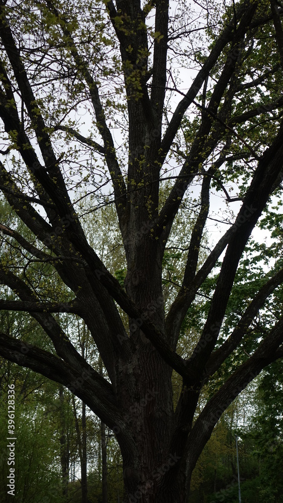 Fototapeta premium trees in the park