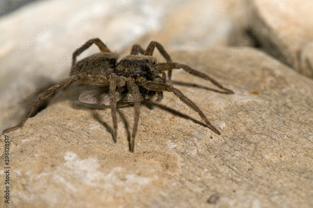 Wolf spider (Alopecosa sp.), Italy.
Wolf spider (Alopecosa sp.), Italy.