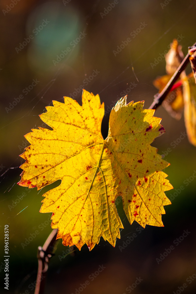 Obraz premium feuille de vigne