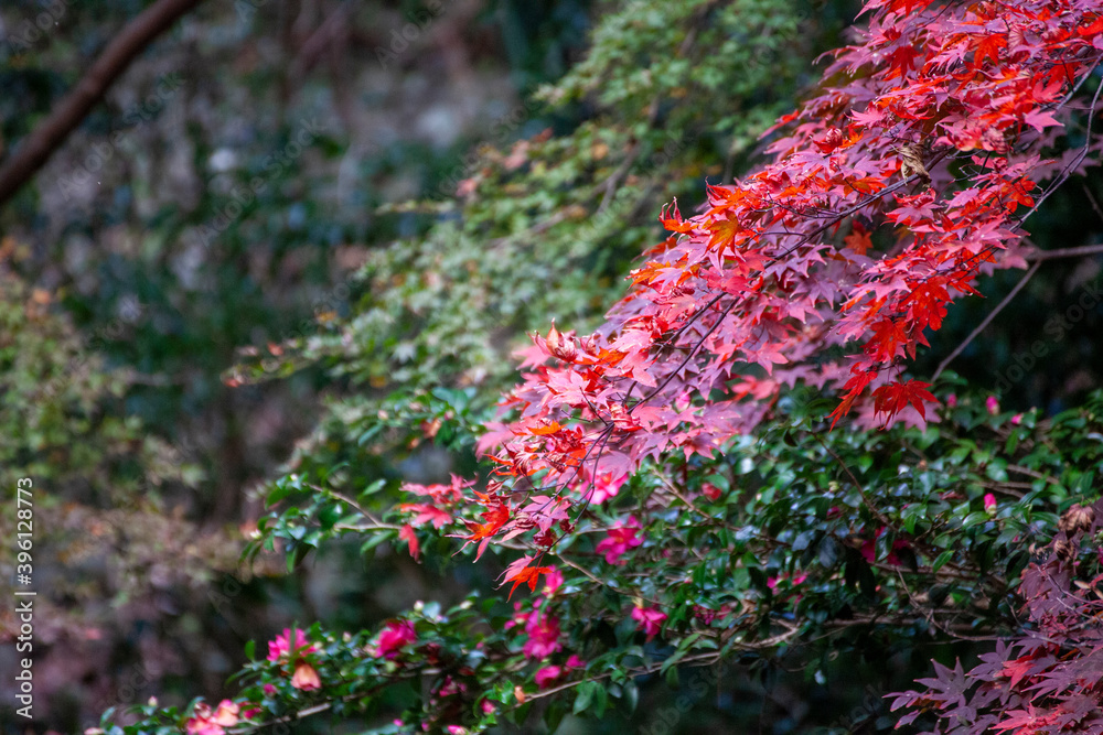 秋の紅葉 秋の紅葉
