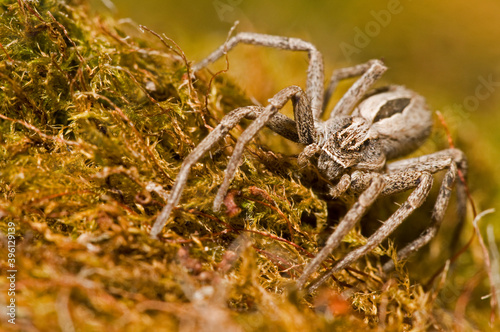 Philodromid crab spider (Thanatus formicinus), Italian alps. photo