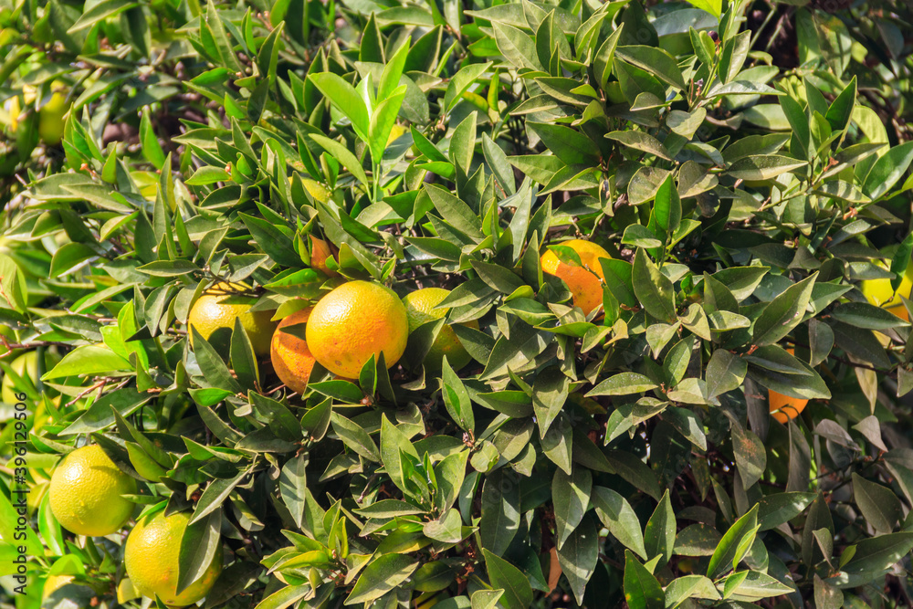 Orange fruits hanging on tree branches in the garden Orange fruits hanging on tree branches in the garden