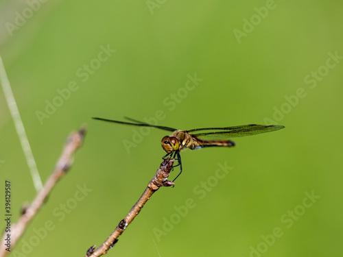 Autumn Darter perched on wetland reed 10