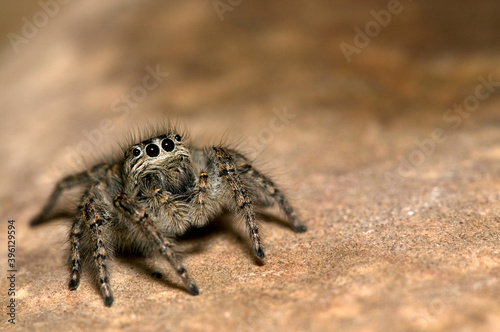 A jumping spider (Philaeus chrysops) female, Piedmont, Italy.