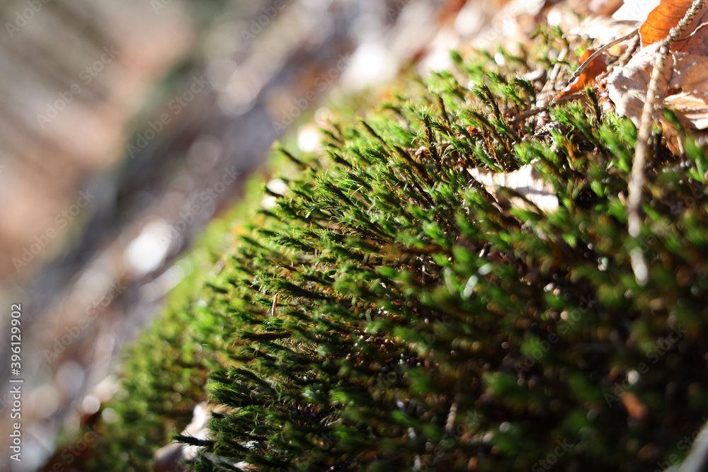 moss on the ground moss on the ground