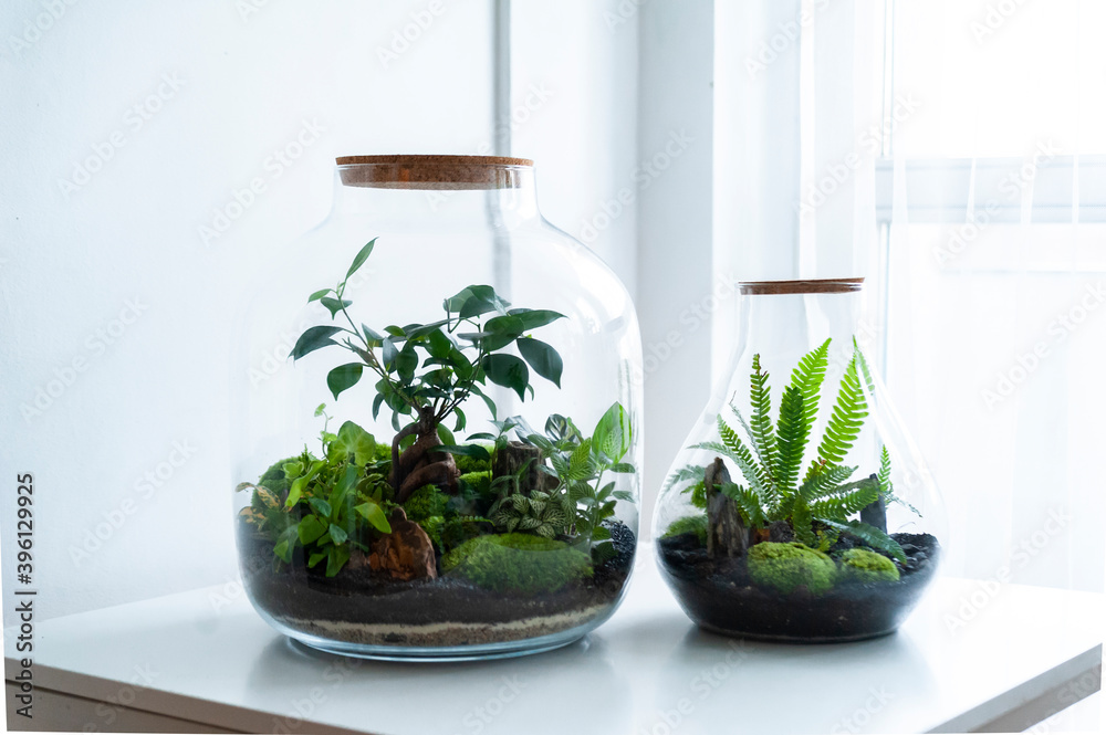 Small decoration plants in a glass bottle/garden terrarium bottle/ forest in a jar. Terrarium jar with piece of forest with self ecosystem. Save the earth concept. Bonsai, set of terrariums/ jars