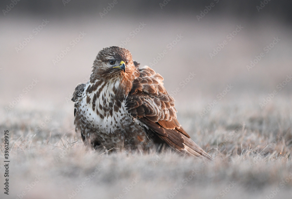 Common buzzard ( Buteo buteo ) close up Common buzzard ( Buteo buteo ) close up