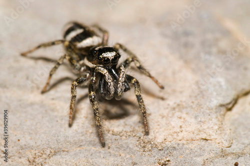 Jumping spider © Federico