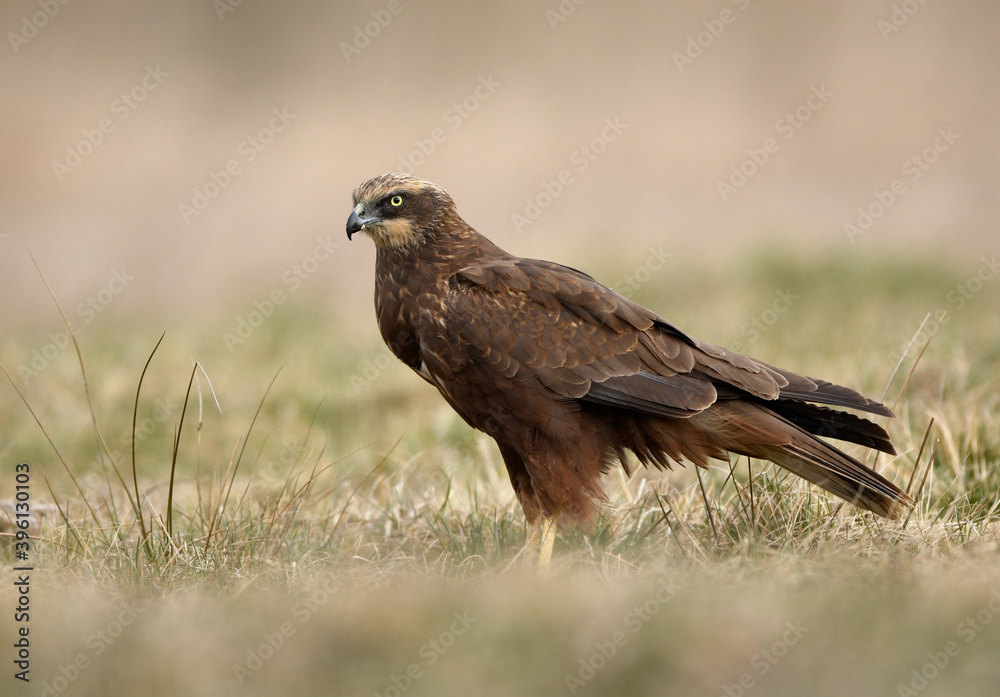 Western Marsh harrier (Circus aeruginosus) - female Western Marsh harrier (Circus aeruginosus) - female