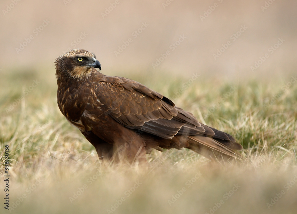 Western Marsh harrier (Circus aeruginosus) - female Western Marsh harrier (Circus aeruginosus) - female