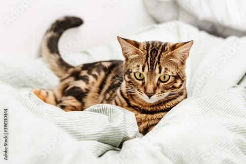 Beautiful short-haired young cat playing on bed at home. Tabby cat in bedroom.