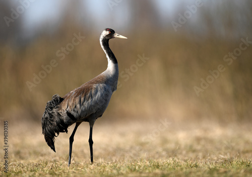 Common crane ( Grus grus ) bird