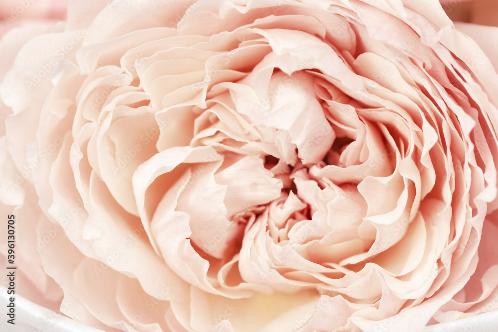 Summer blossoming delicate petals of david austin roses, pink blooming rose flower as natural background