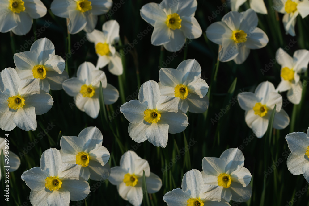 Beautiful blooming daffodils in a flower garden Beautiful blooming daffodils in a flower garden