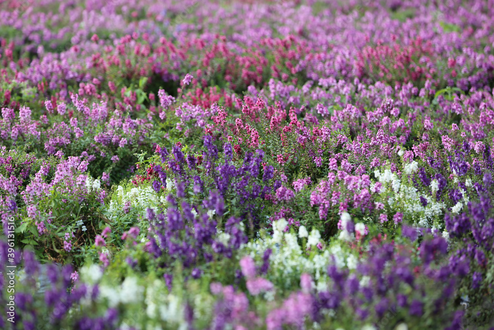 Flower Festival on the Filed after Harvest at Khaokho Mountain, Thailand Flower Festival on the Filed after Harvest at Khaokho Mountain, Thailand