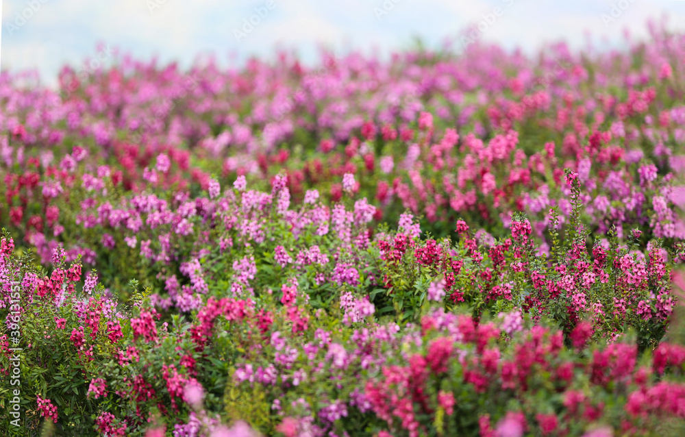 Flower Festival on the Filed after Harvest at Khaokho Mountain, Thailand