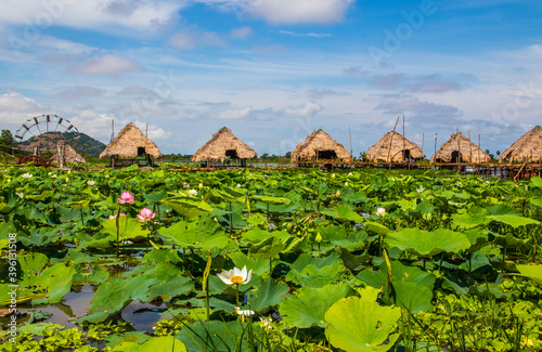 The Landscape, Plants,  Flowers and Buildings  of the Tonle sap Lake near Siem Reap in Cambodia Southeast  Asia