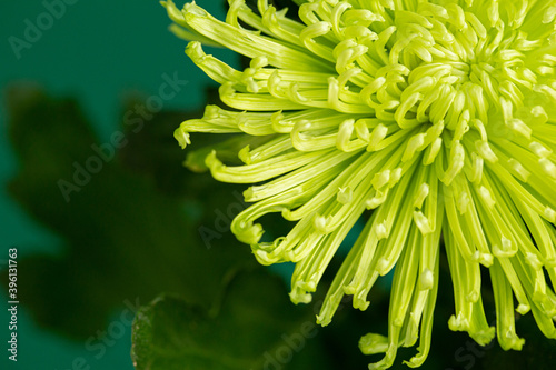 Chrysanthemum on a green background