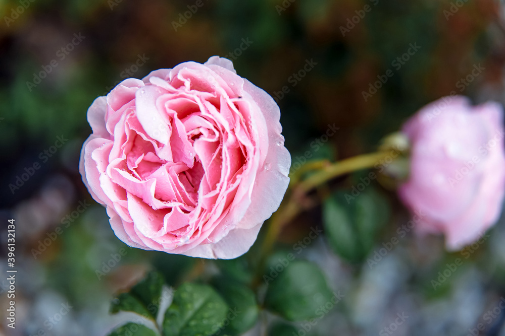 Beautiful pink peony rose Beautiful pink peony rose