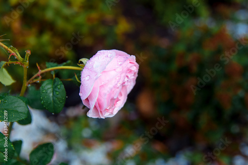 Beautiful pink peony rose