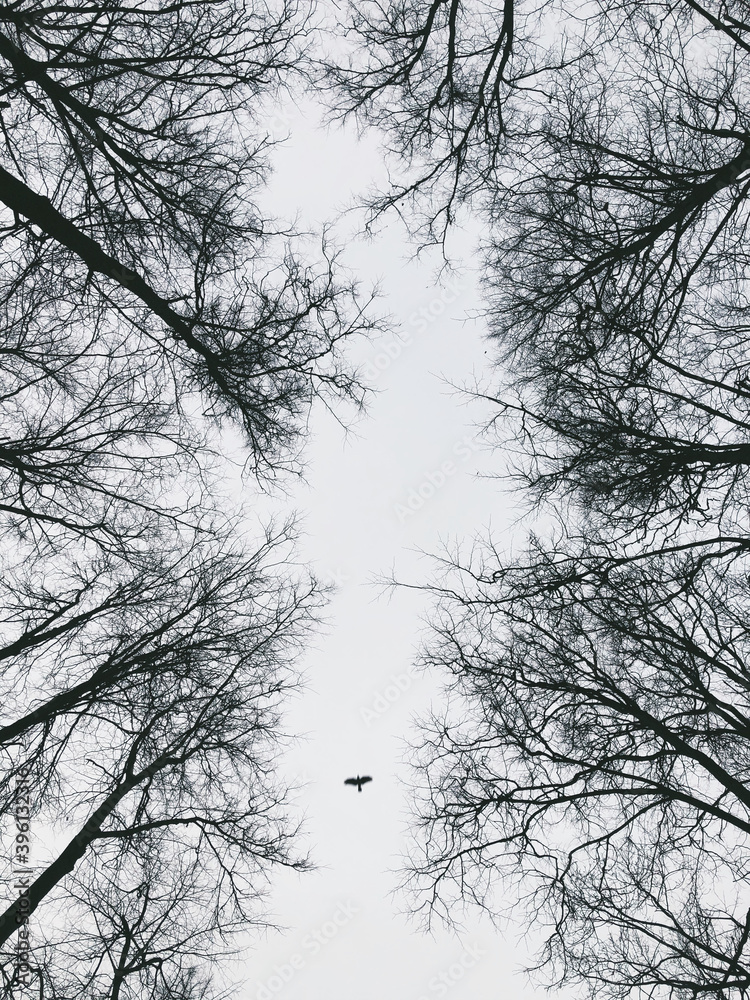Abstract view of trees from below and flying bird. Abstract view of trees from below and flying bird.