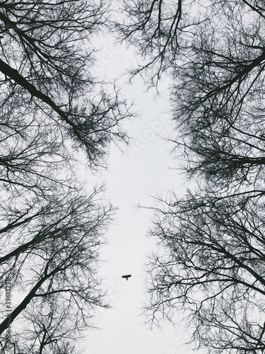 Abstract view of trees from below and flying bird.