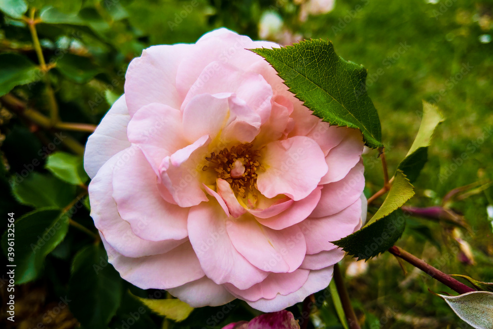 Fototapeta premium Blooming Pink roses and buds on a bush in the garden.