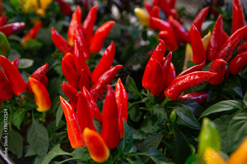 Ornamental red peppers in pots