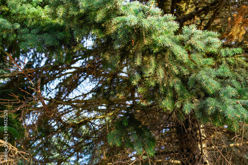 Branches of a green Christmas tree with small green needles in the light of a yellow sunset. Natural and natural background  elements and details of coniferous wood close-up