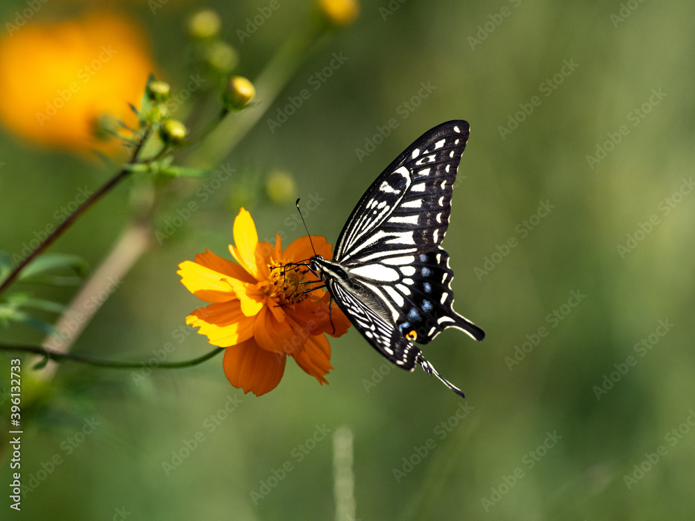 Chinese Yellow Swallowtail feeding from flowers 1 Chinese Yellow Swallowtail feeding from flowers 1