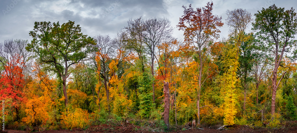 Hiking through dense woods as northern hemisphere jungle with many different plants in golden Autumn colors, panoramic landscape with dramatic rainy sky. Concept biodiversity and sustainability.