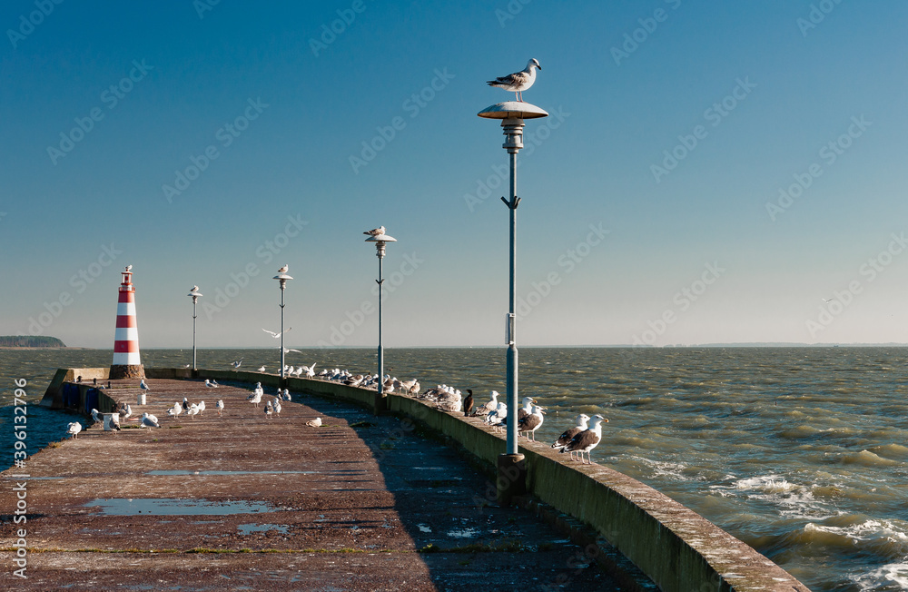 seagulls on the dock by the sea