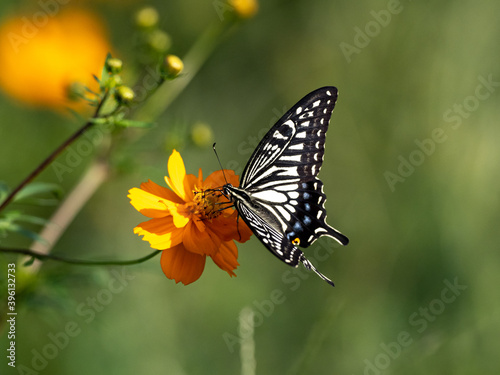 Chinese Yellow Swallowtail feeding from flowers 1