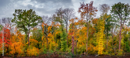Hiking through dense woods as northern hemisphere jungle with many different plants in golden Autumn colors  panoramic landscape with dramatic rainy sky. Concept biodiversity and sustainability.
