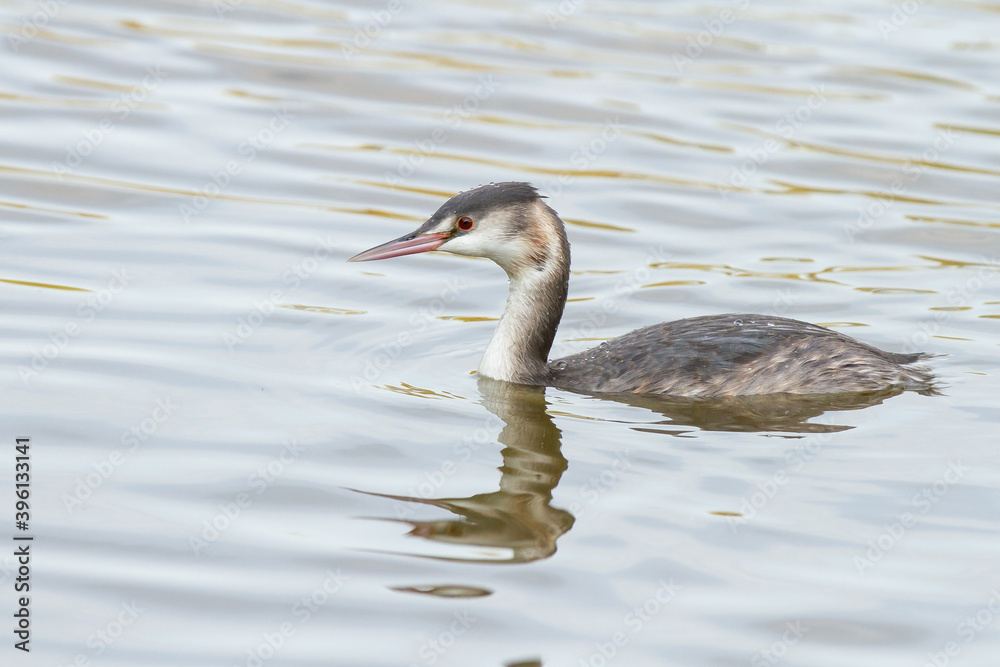 Podiceps cristatus, fine-beaked water bird with winter plumage. Podiceps cristatus, fine-beaked water bird with winter plumage.