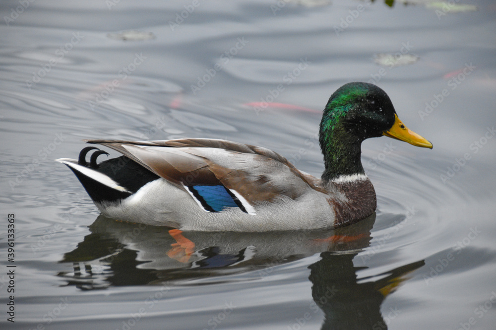 duck on the lake duck on the lake