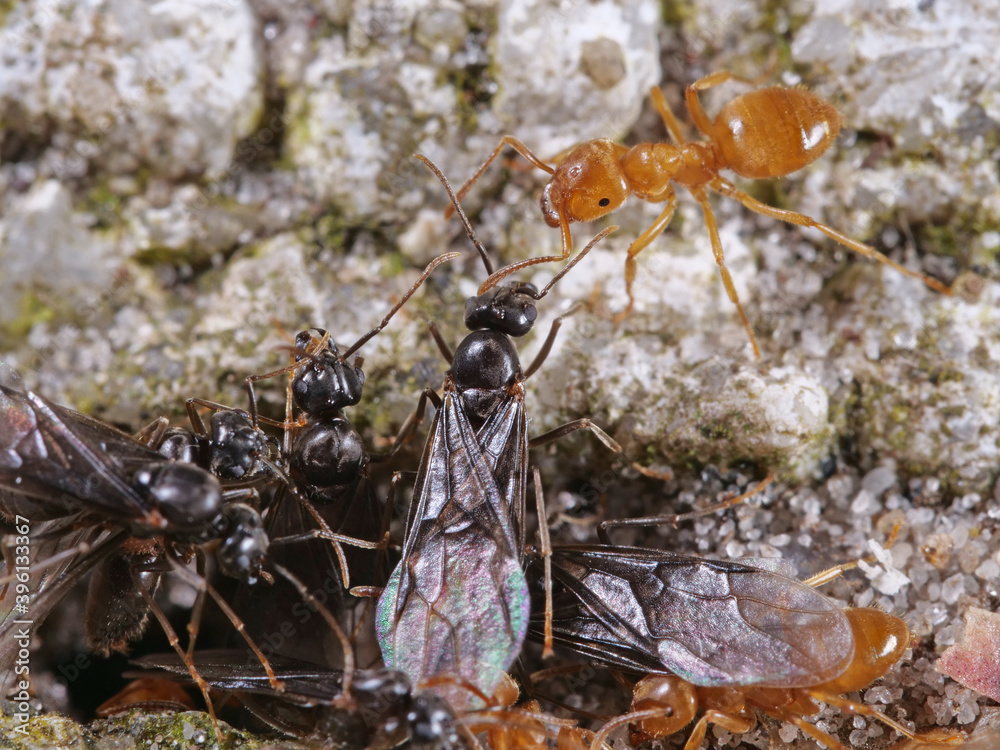 gelbe wiesenameise close up arbeiterinnen und männchen, lasius flavus